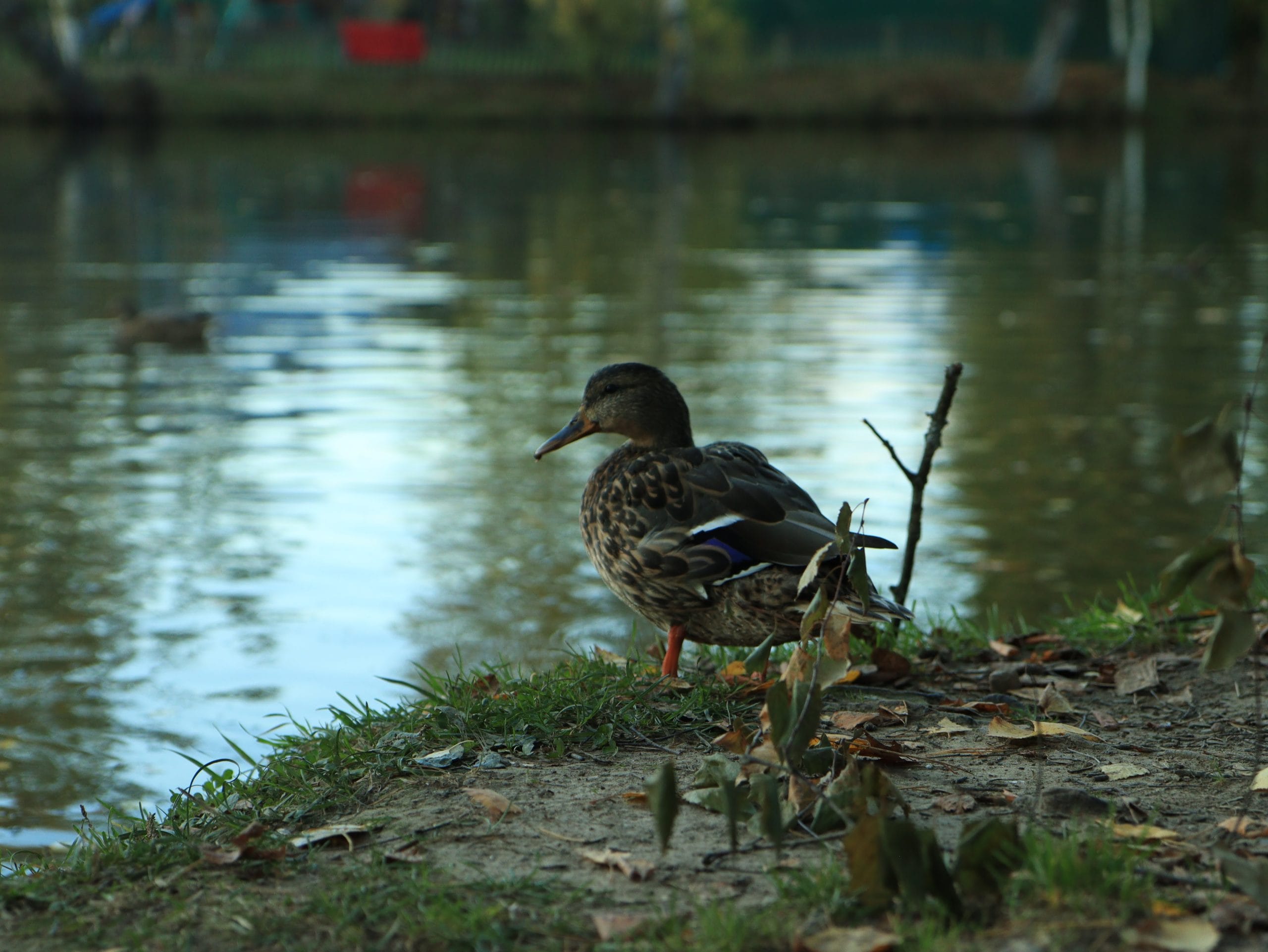 IMG_8884.JPG
